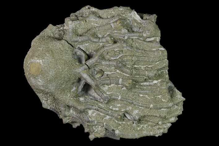 Pyritized Crinoid (Arthroacantha) - Sylvania, Ohio #138626